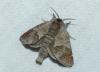 Clostera pigra